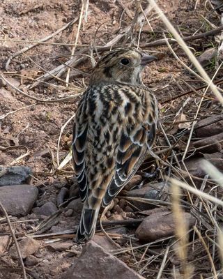 Lapland Longspur