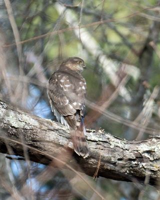 Sharp-shinned Hawk