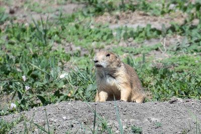 Badlands National Park 33