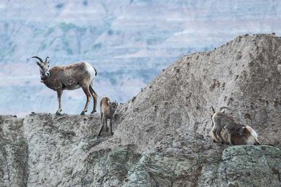Badlands National Park 34