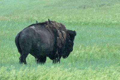 Badlands National Park 35
