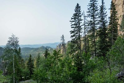 Custer State Park 20