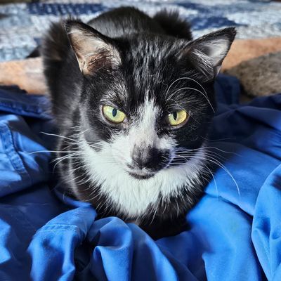BEAR   (4/14/23 - 3/28/25)