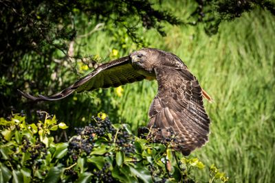 : garden birds nature :