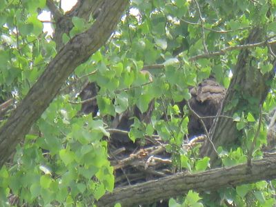 eagle_at_independence_state_dam