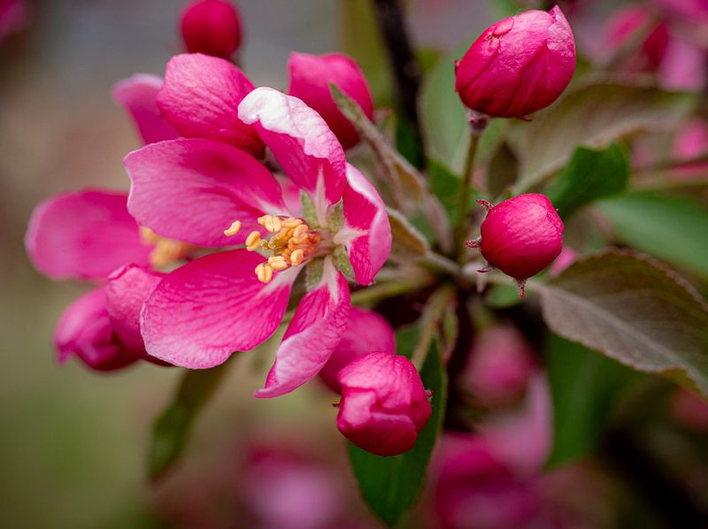 20250511_Flower_0222.jpg