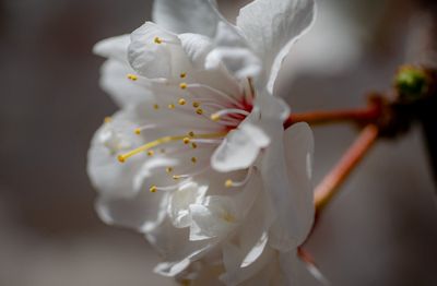 20250510_Floweer_0203.jpg