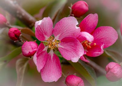 20250511_Flower_0216.jpg