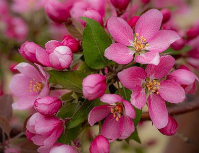 20250511_Flower_0225.jpg