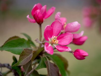 20250511_Flower_0228.jpg