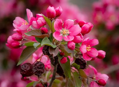 20250511_Flower_0304.jpg