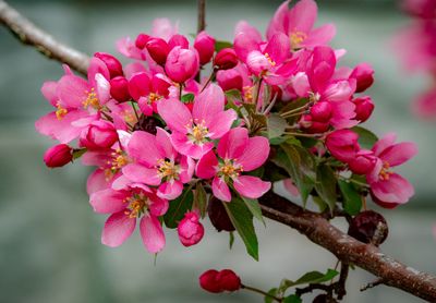 20250511_Flower_0307.jpg