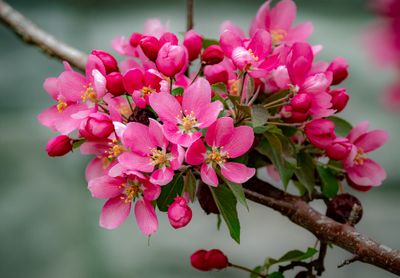 20250511_Flower_0308.jpg