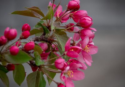 20250511_Flower_0313.jpg