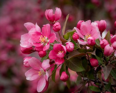 20250511_Flower_0316.jpg