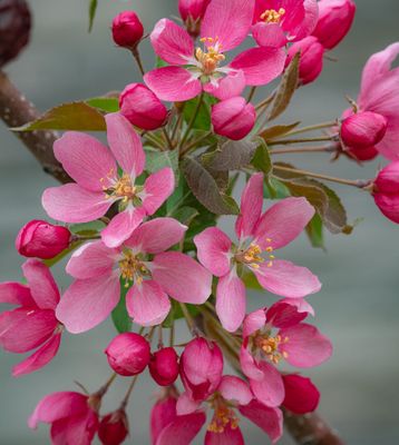 20250511_Flower_0319.jpg