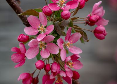 20250511_Flower_0321.jpg