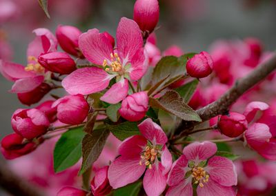 20250511_Flower_0322.jpg