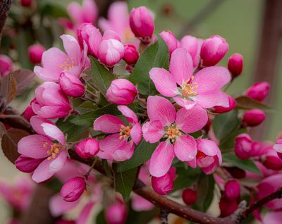 20250511_Flower_0341.jpg