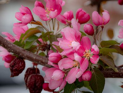 20250511_Flower_0350.jpg