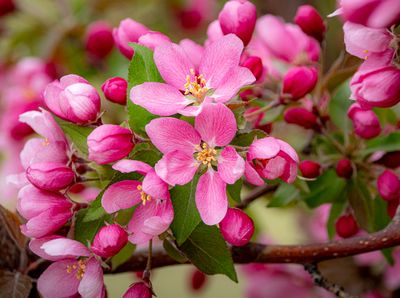 20250511_Flower_0363.jpg