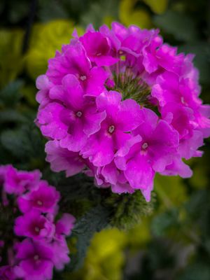 g13/79/5979/3/175501126.1c21489e.JPEG