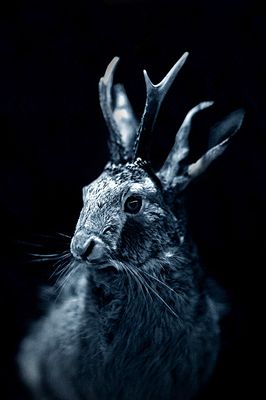 Horny Bunny