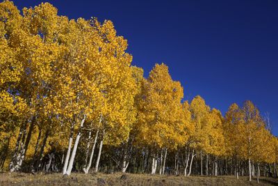 Dixie National Forest