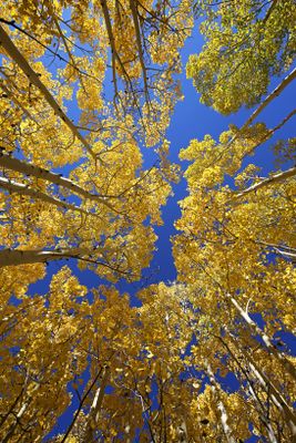Dixie National Forest