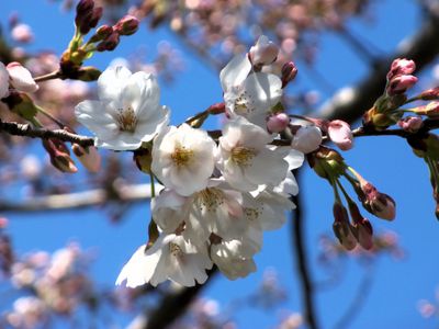 Cherry Blossoms 2013