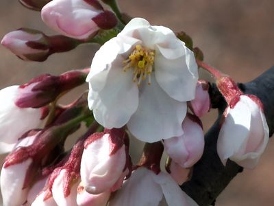 Cherry Blossoms 2013