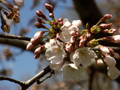 Cherry Blossoms 2013
