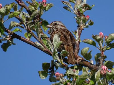 downeast_birdfestival_2023