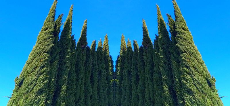 Cypress of YC