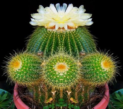 Cactus Posse