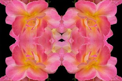 Cathedral Rose Posse