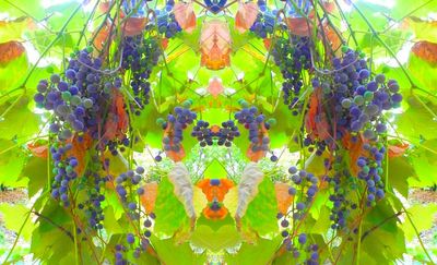 g13/79/738779/3/163900744.916f4381.JPEG