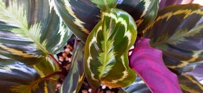 Prayer Plant