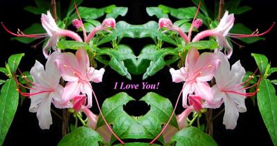 Azalea Love Note