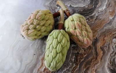 Seed Pods