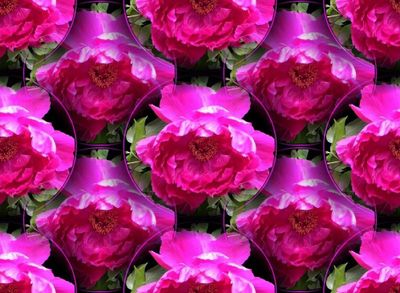 g13/79/738779/3/173433197.53281fc5.JPEG