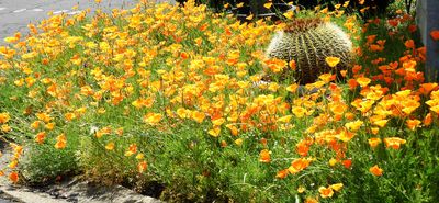 CA Poppies