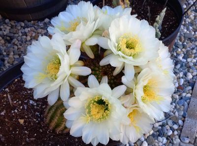 Front Cactus Flowering