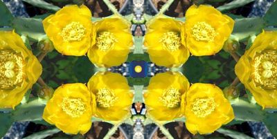 g13/79/738779/3/173737059.04a6761b.JPEG
