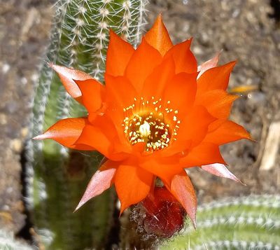 Cactus Orange
