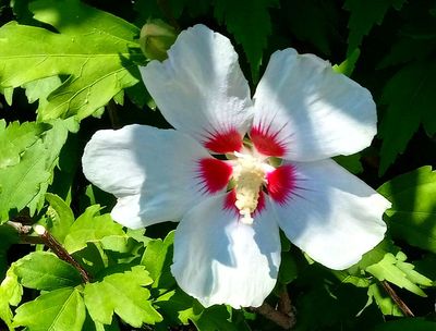 Rose of Sharon YC