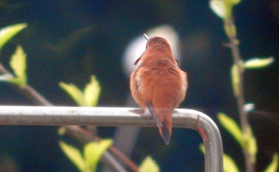 Rufous