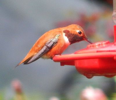 Rufous