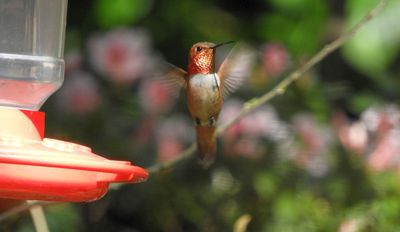 Rufous