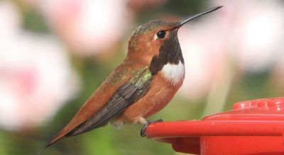 Rufous